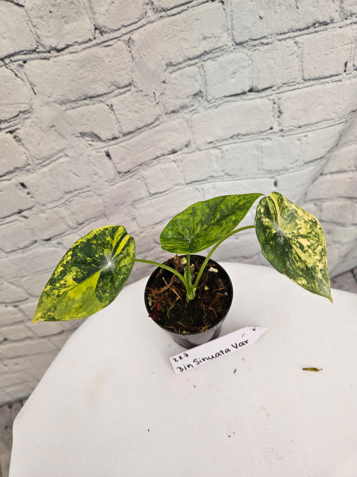 Alocasia Variegated Sinuata (3in)-227