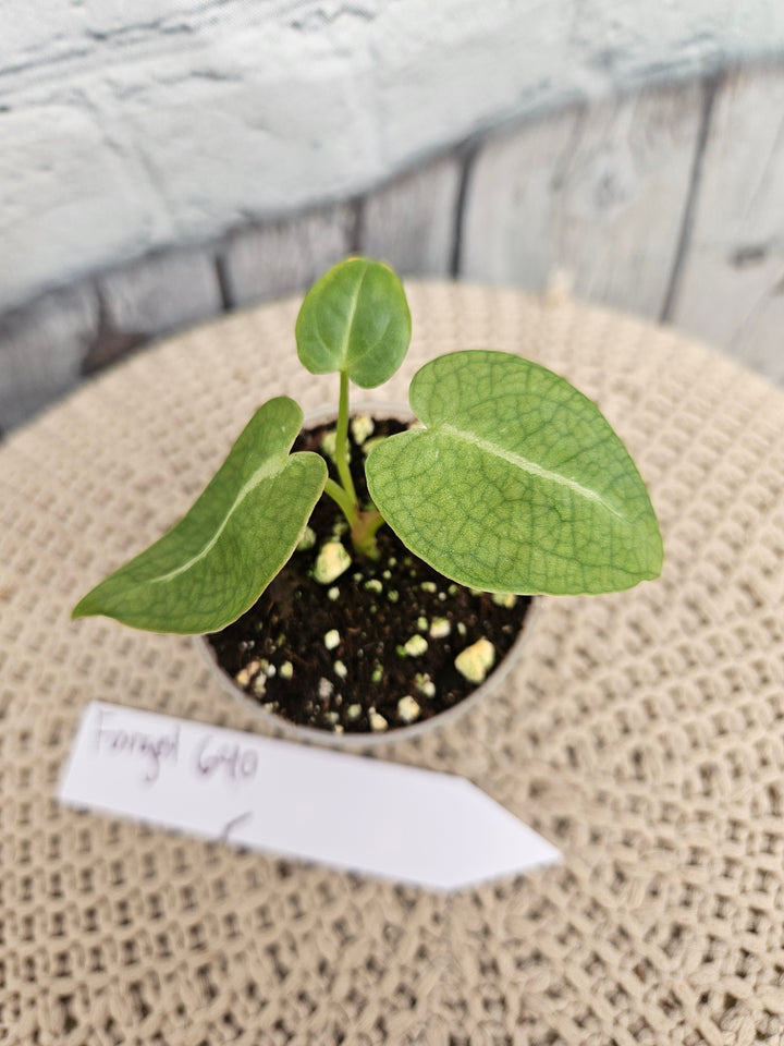 Anthurium Forgetii (2in)-640