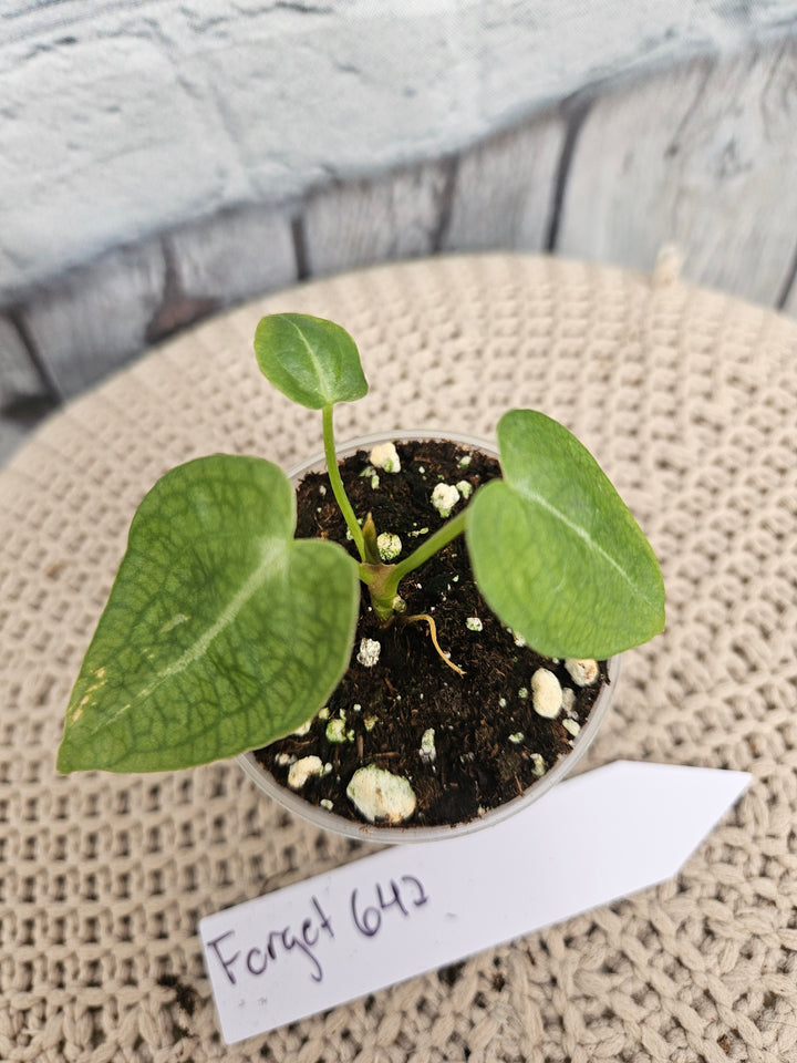 Anthurium Forgetii (2in)-642