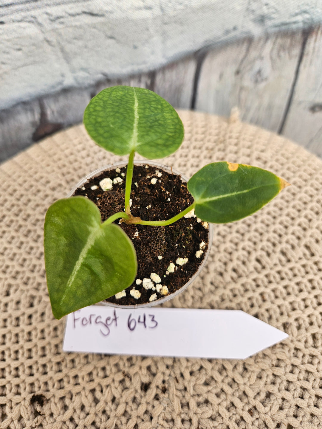 Anthurium Forgetii (2in)-643