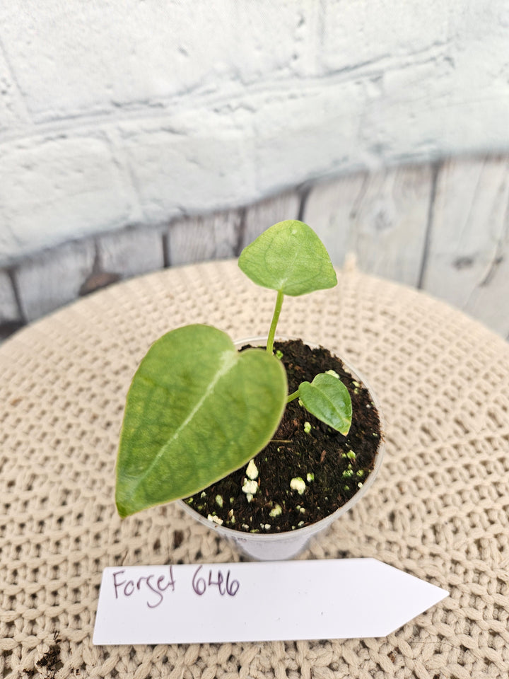 Anthurium Forgetii (2in)-646