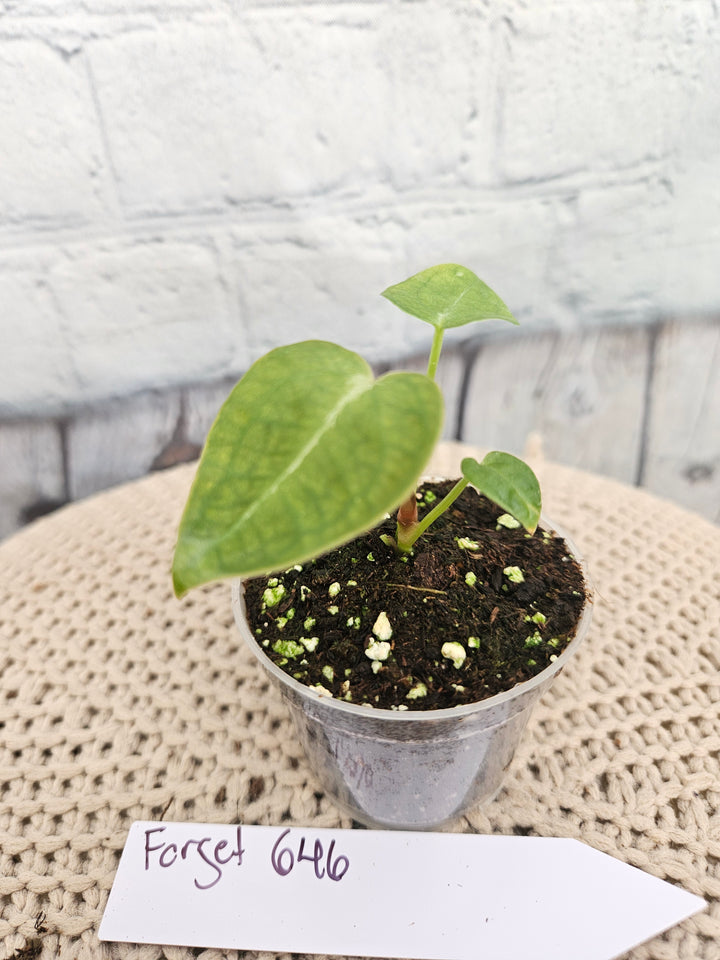 Anthurium Forgetii (2in)-646