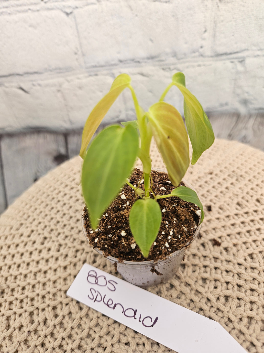 Philodendron Splendid (2in)- 805