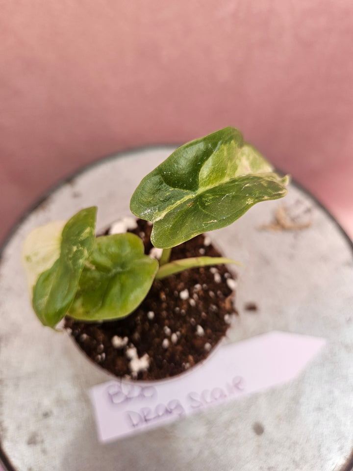 Alocasia Variegated Dragon Scale (2in)-828