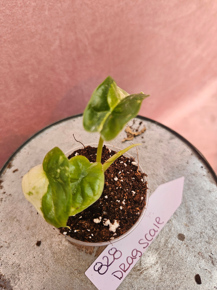 Alocasia Variegated Dragon Scale (2in)-828