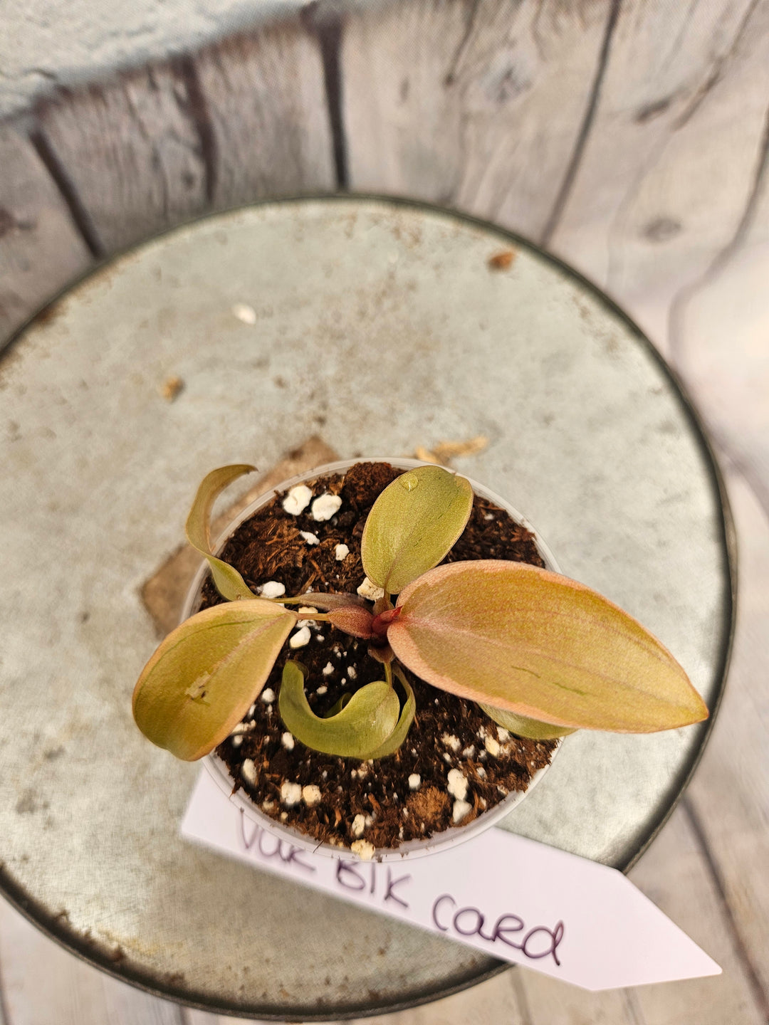 Philodendron Variegated Black Cardinal (2in)-858