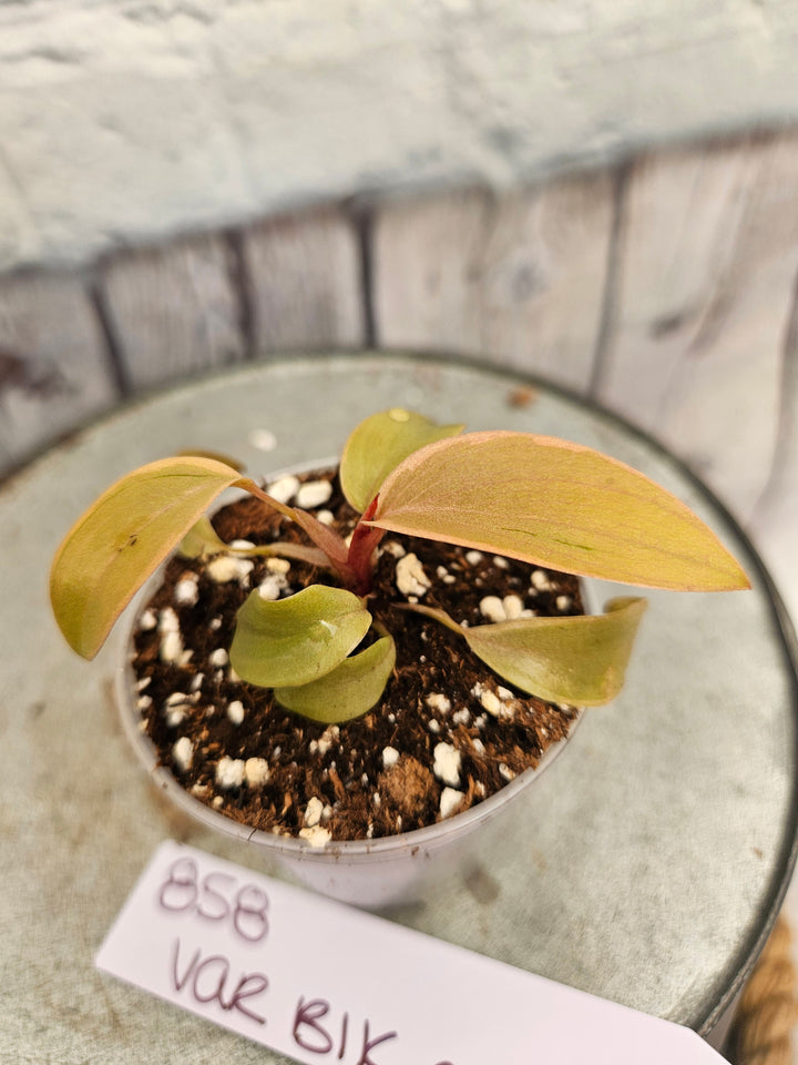 Philodendron Variegated Black Cardinal (2in)-858