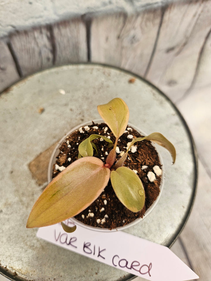 Philodendron Variegated Black Cardinal (2in)-858