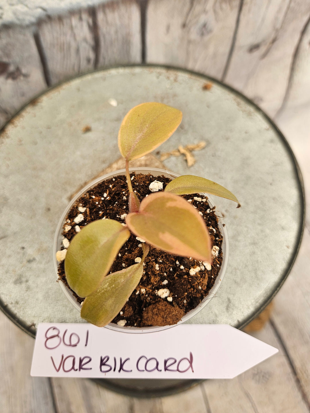 Philodendron Variegated Black Cardinal (2in)-861