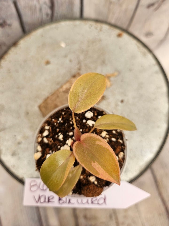 Philodendron Variegated Black Cardinal (2in)-861