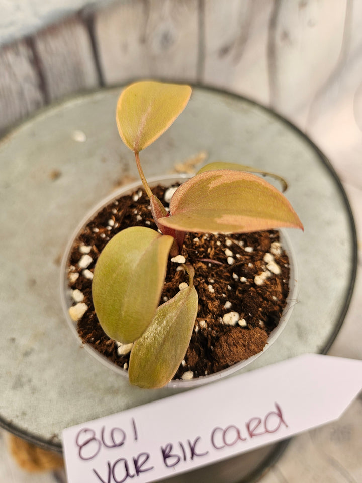 Philodendron Variegated Black Cardinal (2in)-861