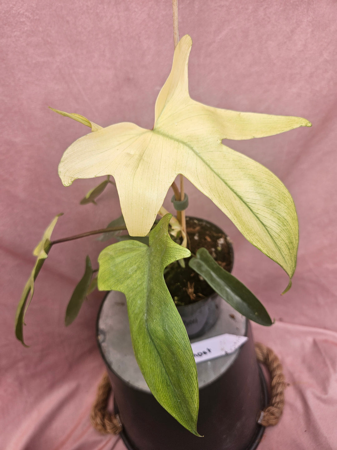 Philodendron Florida Ghost (4in)-171