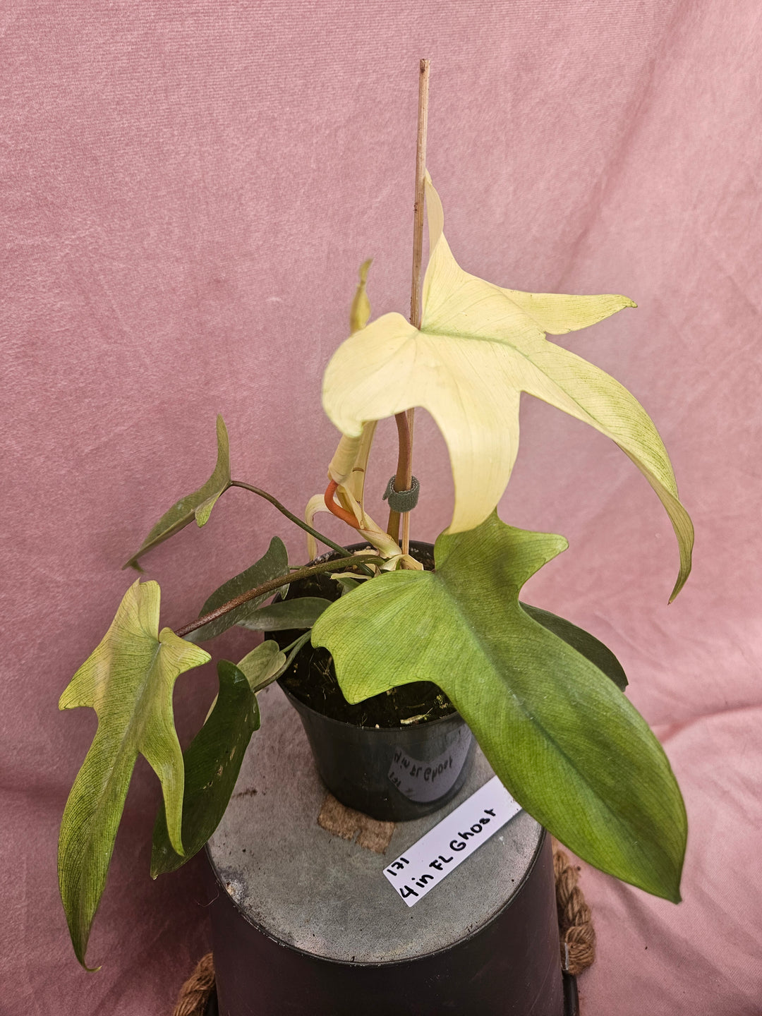 Philodendron Florida Ghost (4in)-171