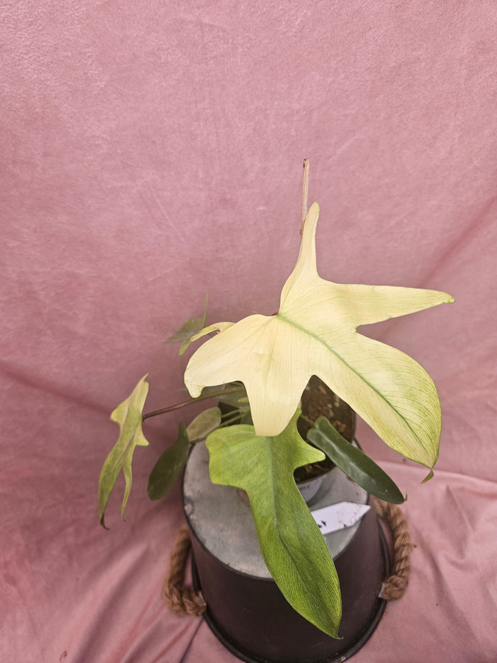 Philodendron Florida Ghost (4in)-171