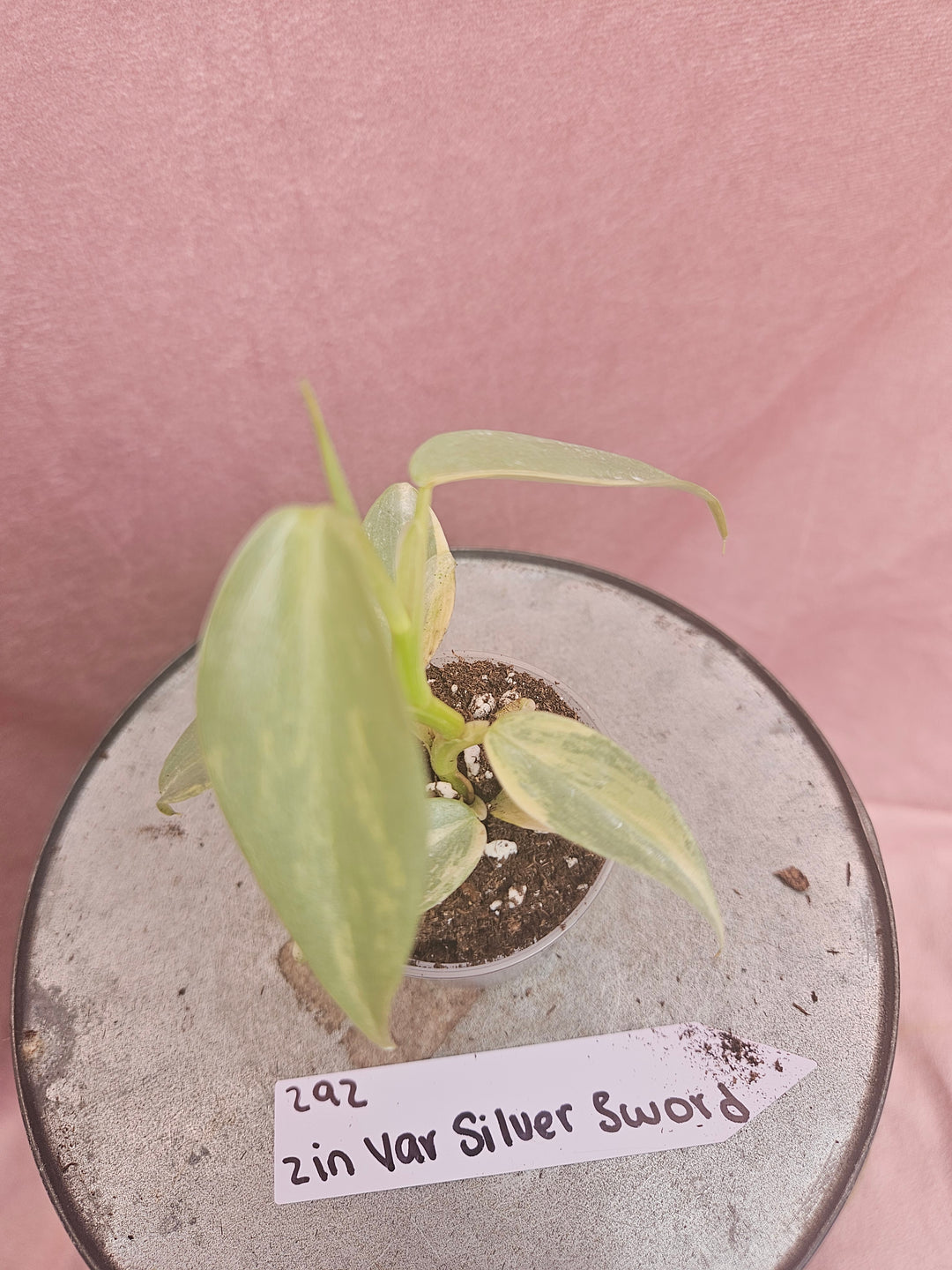 Philodendron Variegated Silver Sword (2in)-292