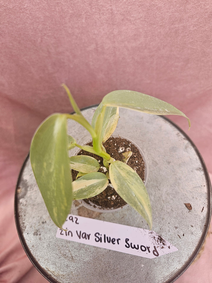 Philodendron Variegated Silver Sword (2in)-292