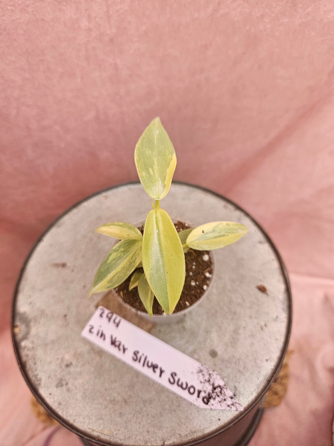 Philodendron Variegated Silver Sword (2in)-294