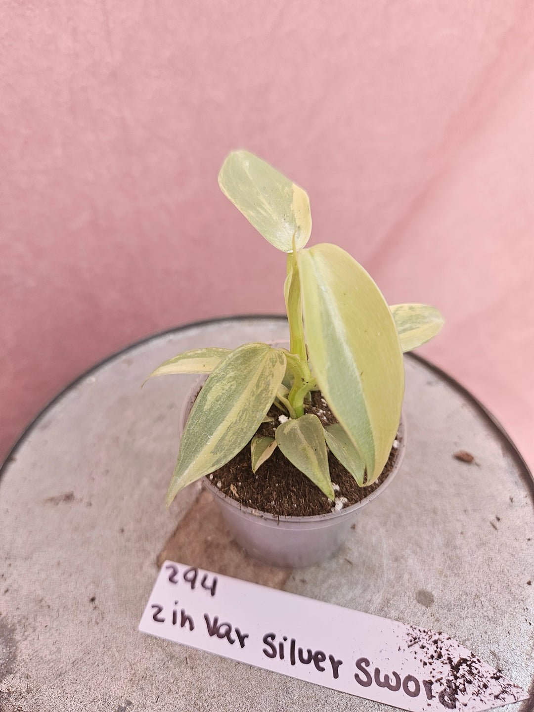 Philodendron Variegated Silver Sword (2in)-294