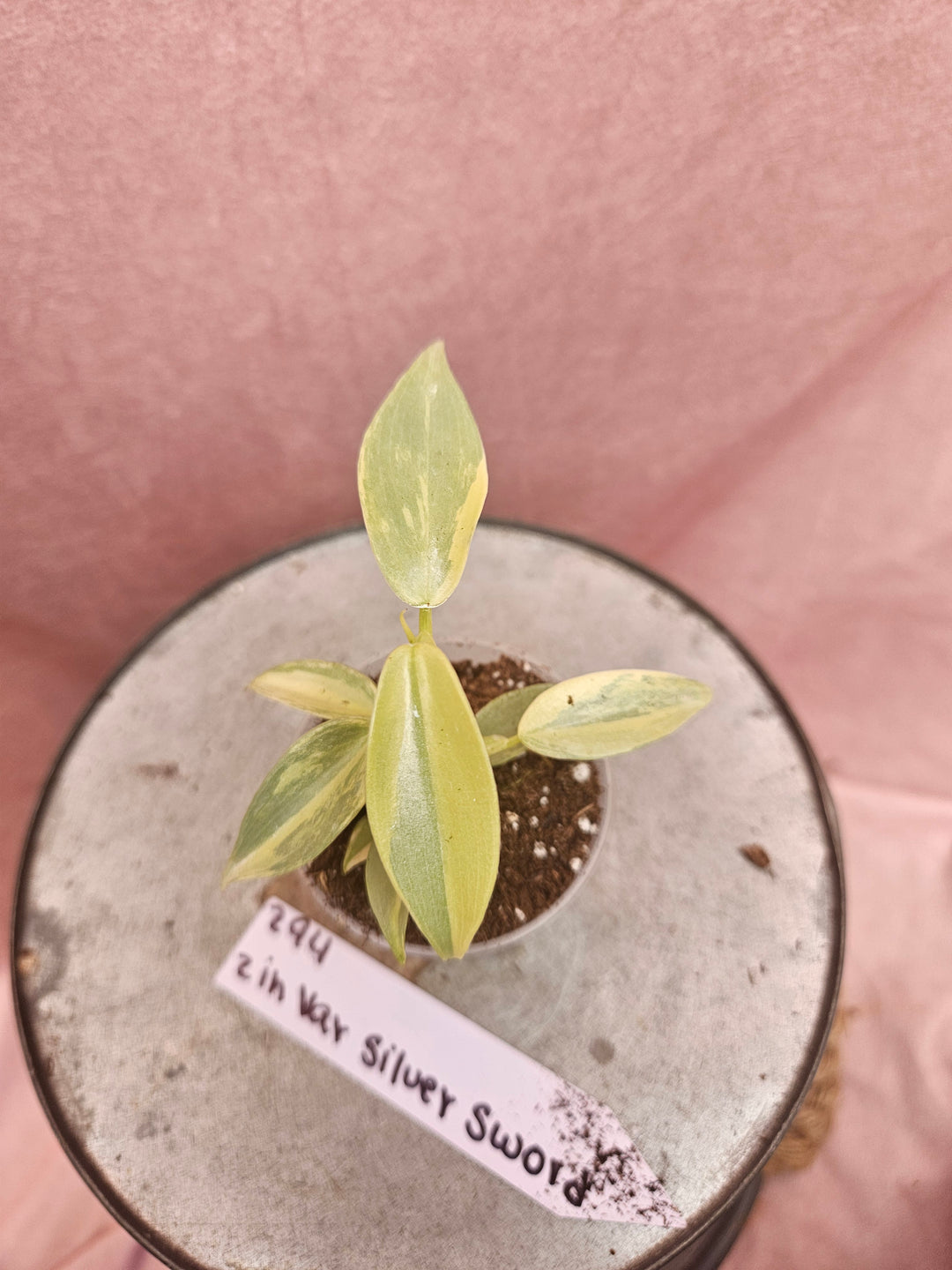 Philodendron Variegated Silver Sword (2in)-294