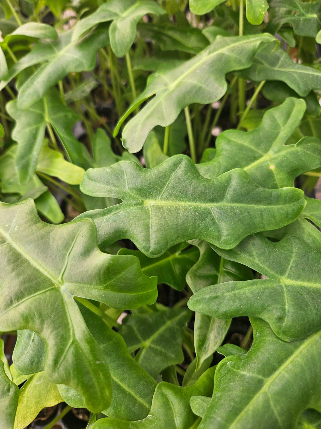 Alocasia Malaysian Monster