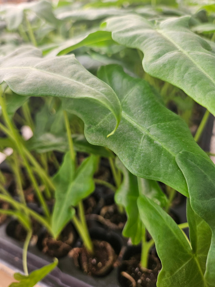 Alocasia Malaysian Monster