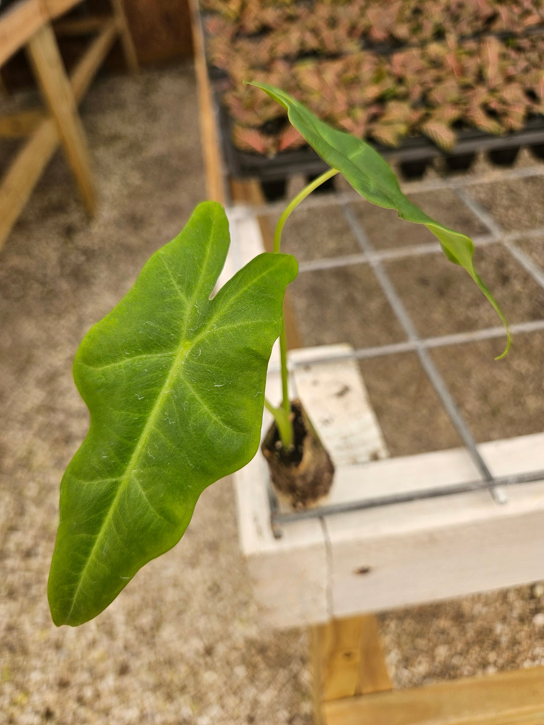 Alocasia Malaysian Monster