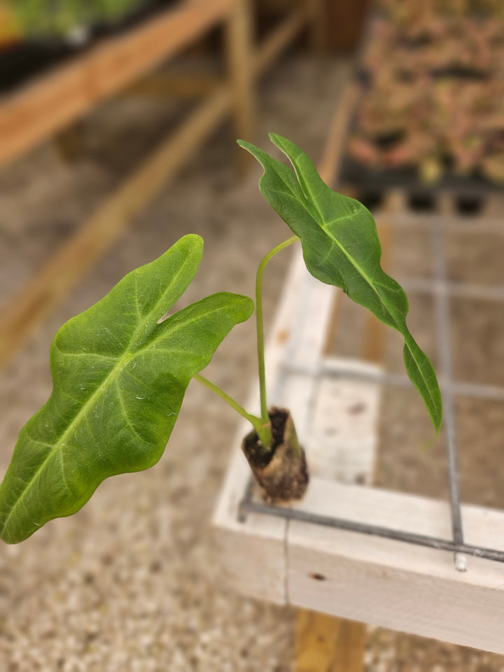 Alocasia Malaysian Monster