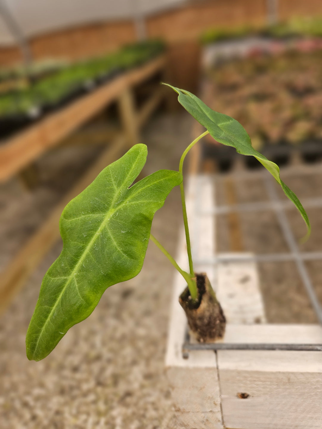 Alocasia Malaysian Monster