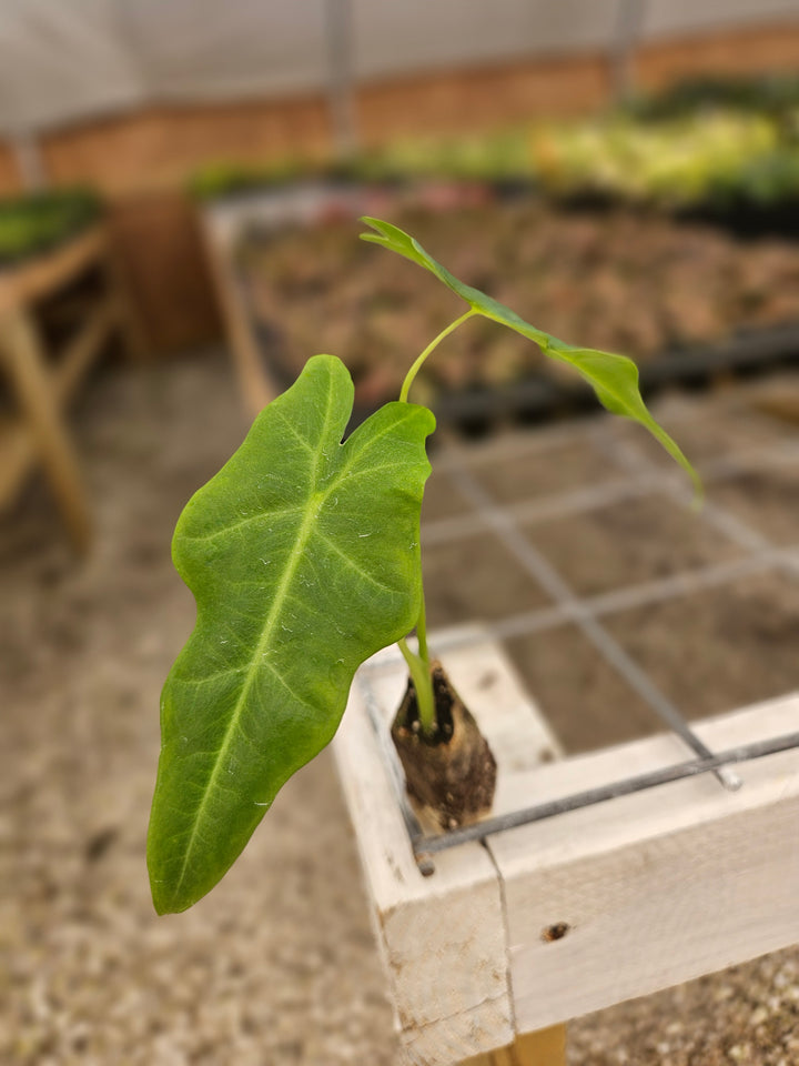 Alocasia Malaysian Monster