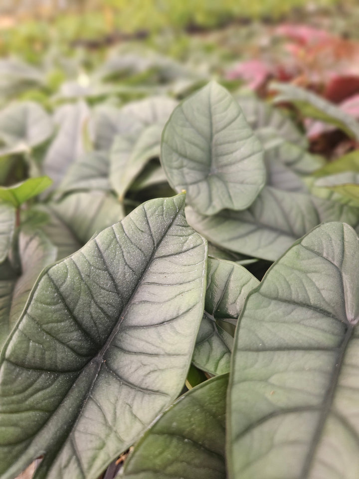 Alocasia Platinum