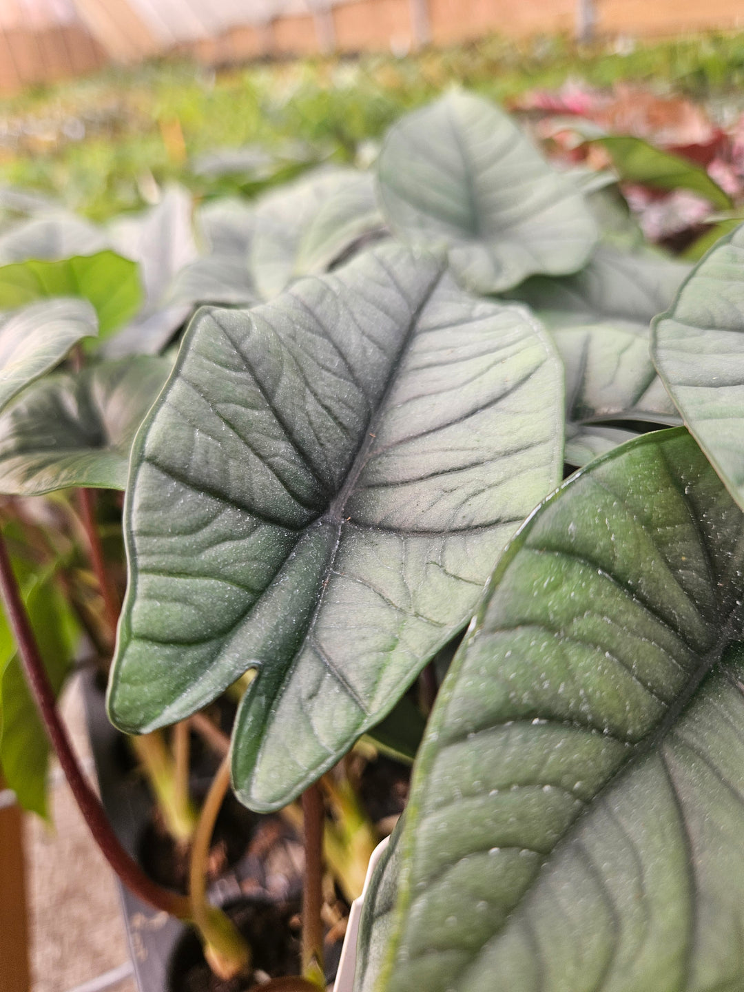 Alocasia Platinum