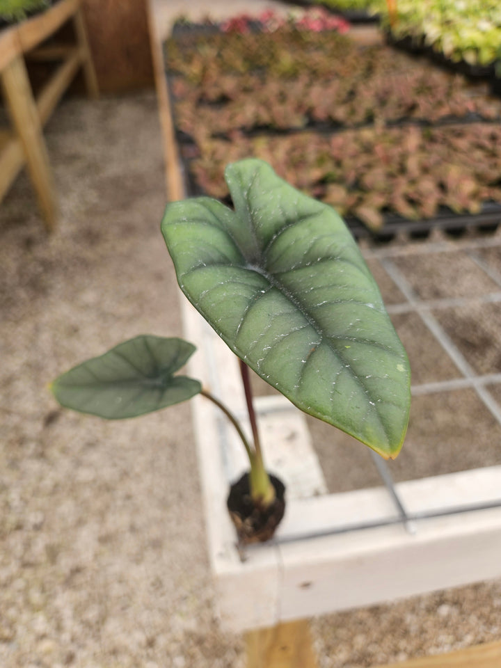 Alocasia Platinum