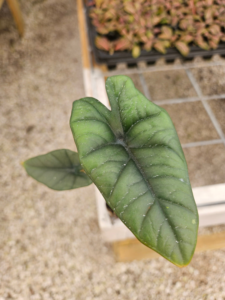 Alocasia Platinum