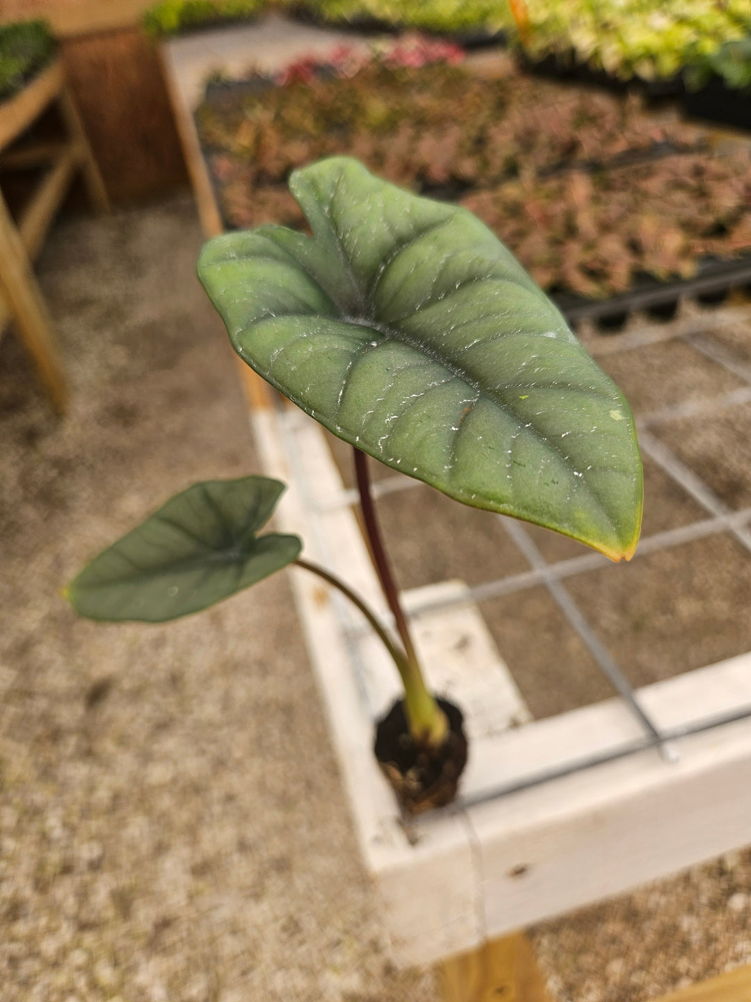 Alocasia Platinum