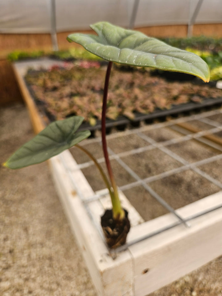 Alocasia Platinum