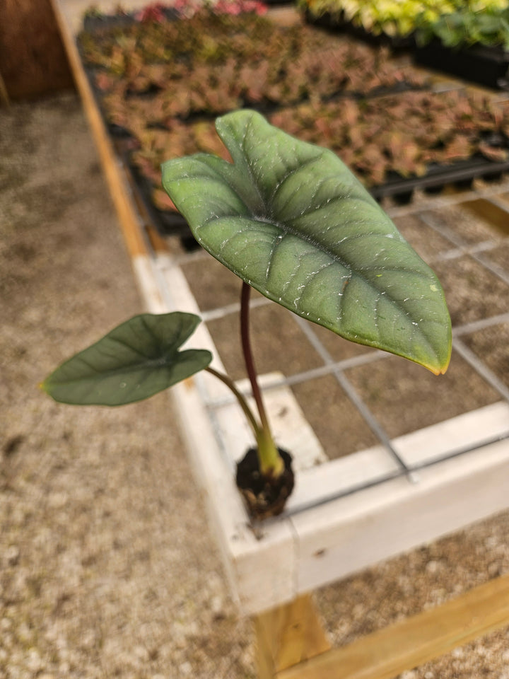 Alocasia Platinum