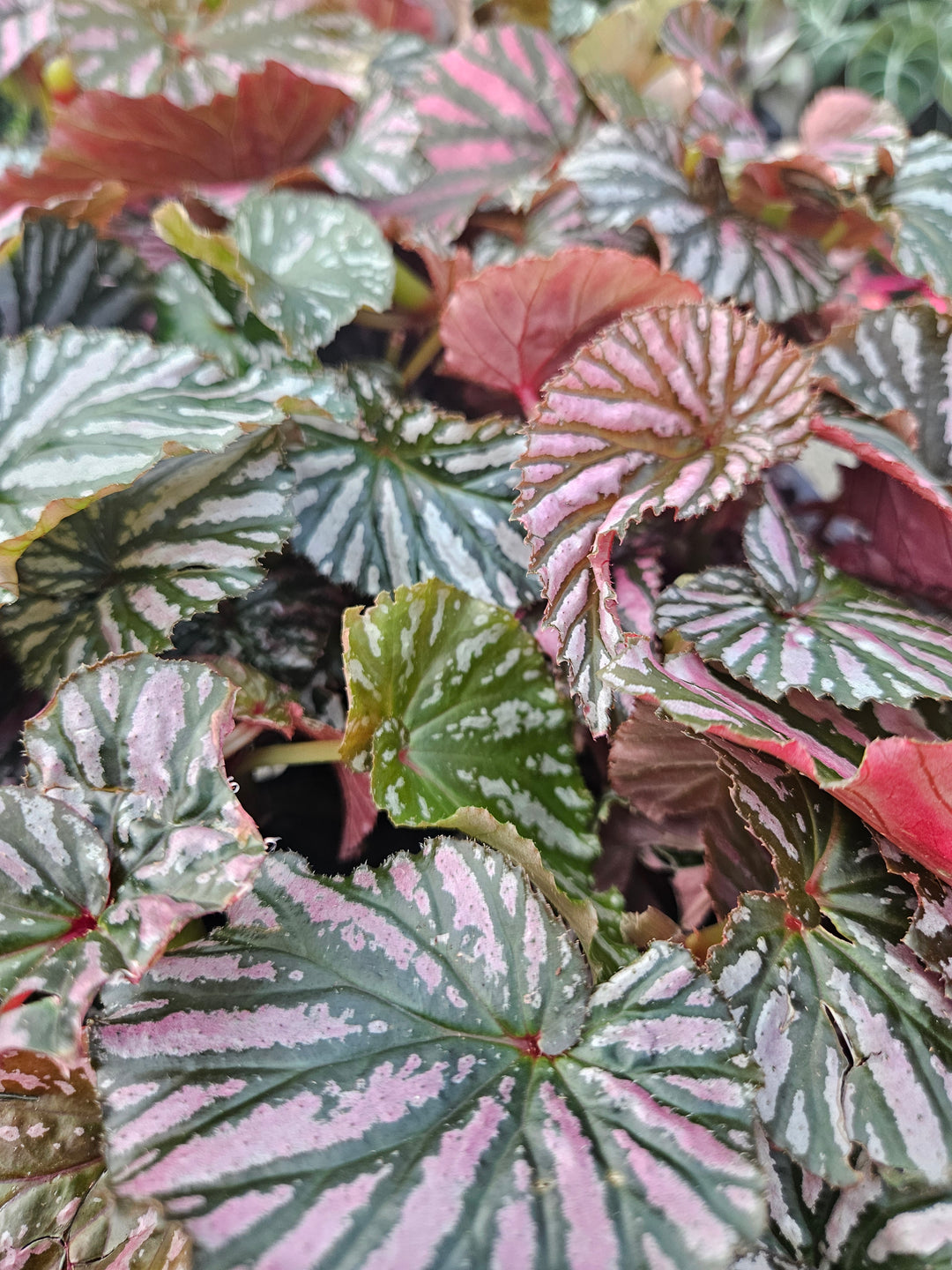 Begonia Exotica