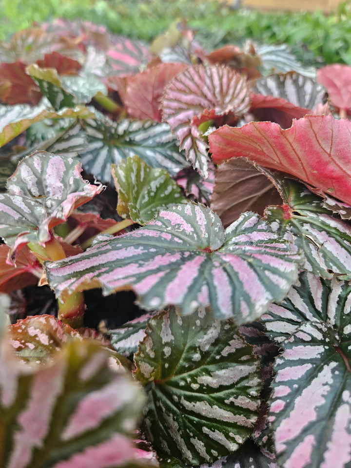 Begonia Exotica