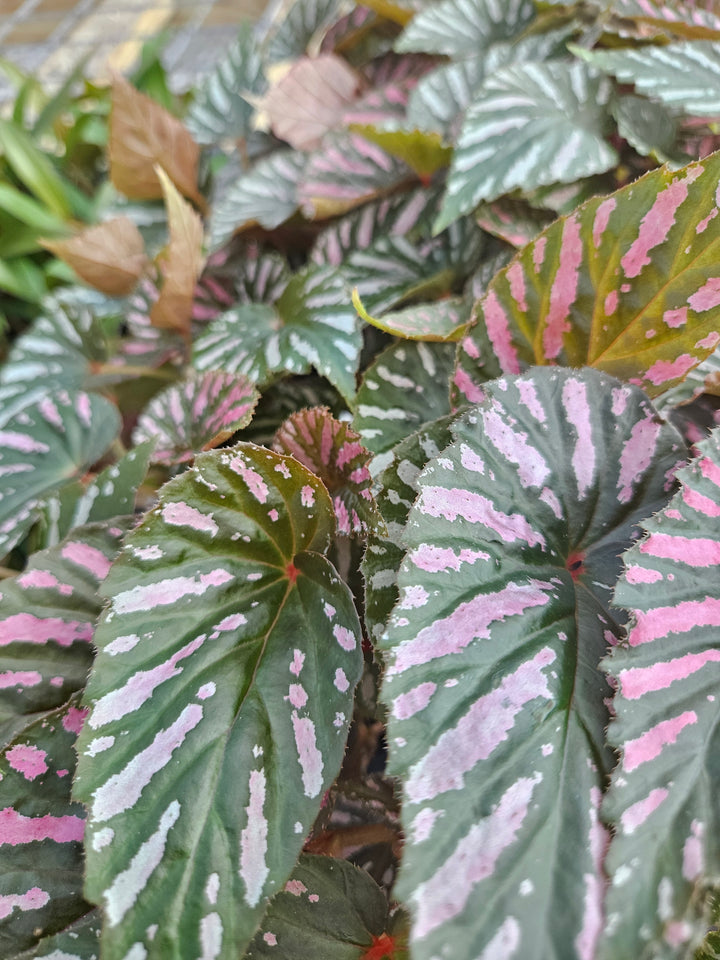 Begonia Exotica