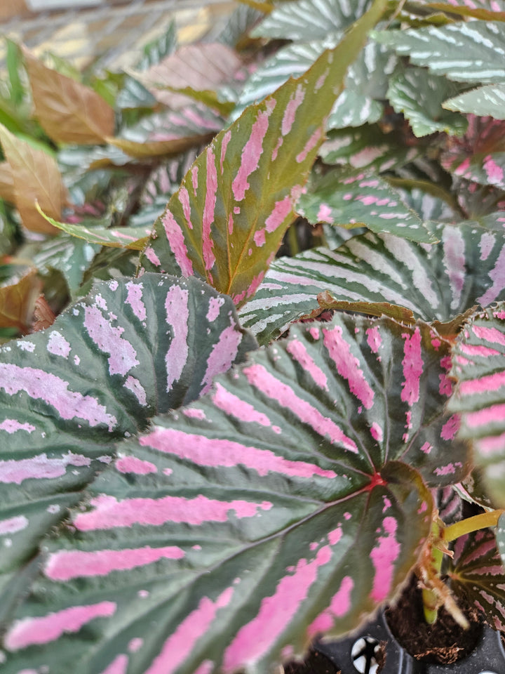 Begonia Exotica