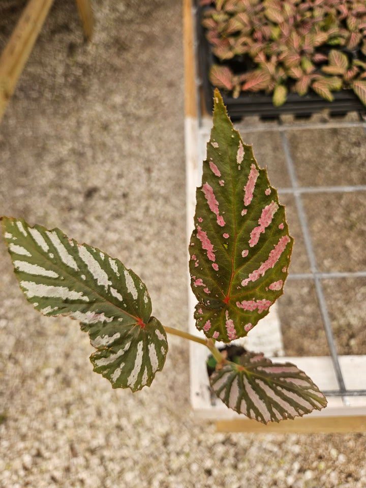 Begonia Exotica