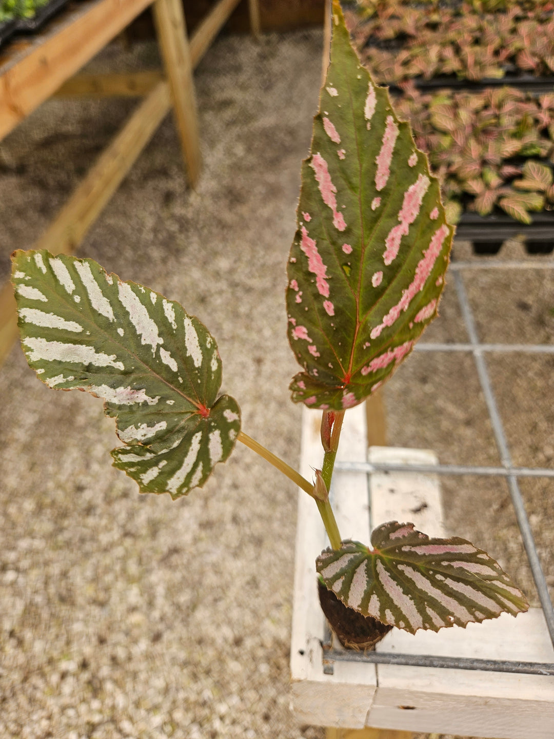 Begonia Exotica