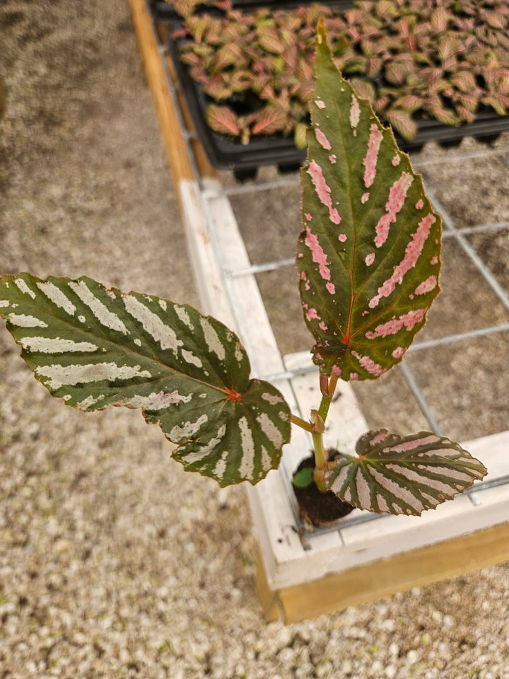 Begonia Exotica