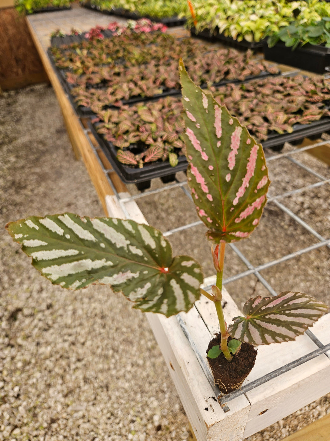 Begonia Exotica