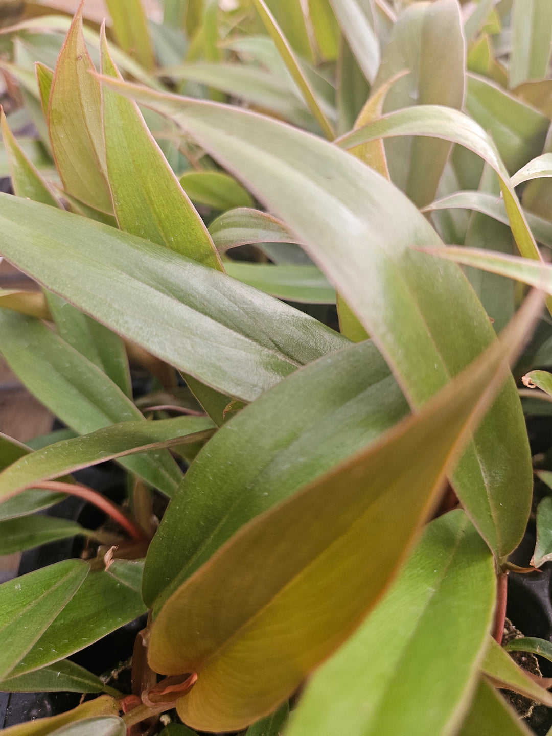 Philodendron Pluto