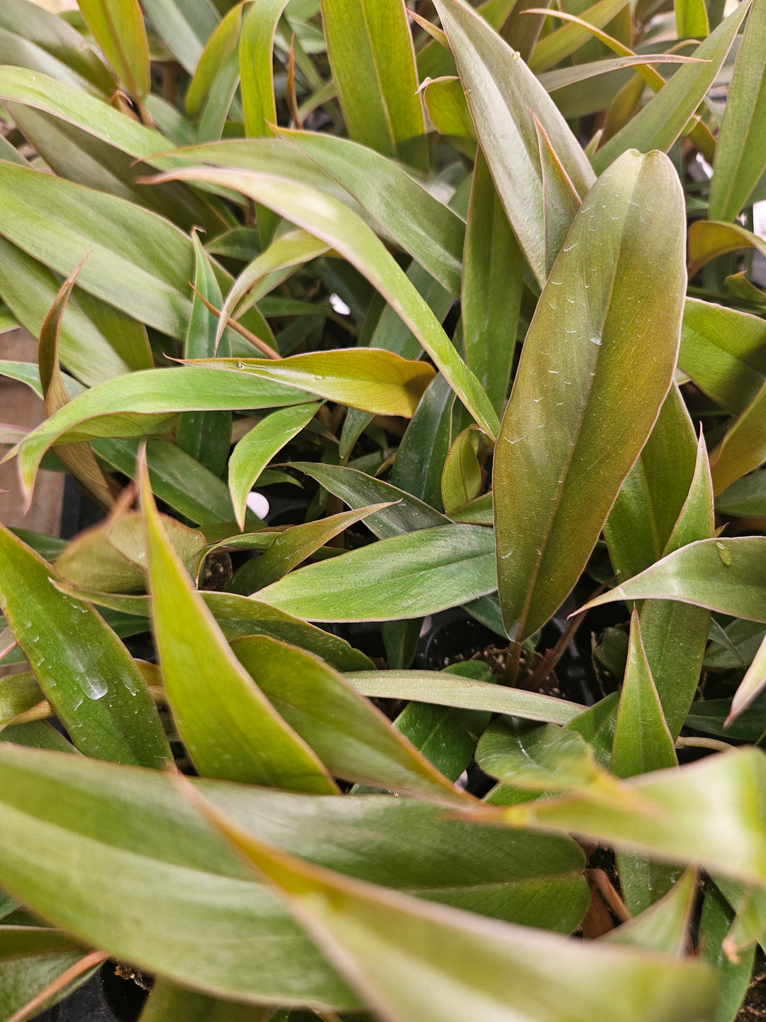 Philodendron Pluto