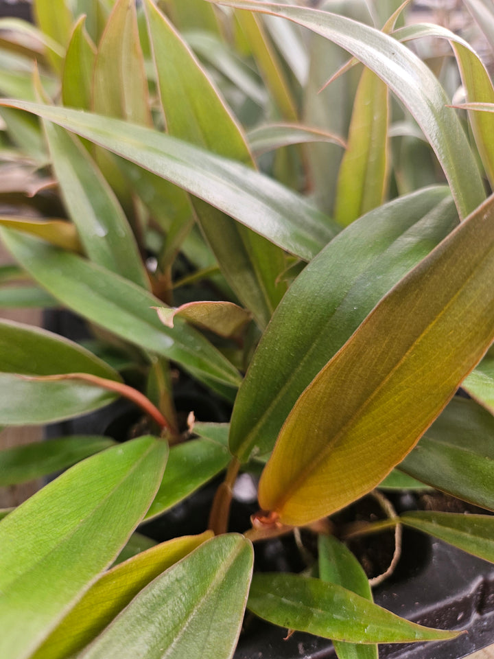 Philodendron Pluto