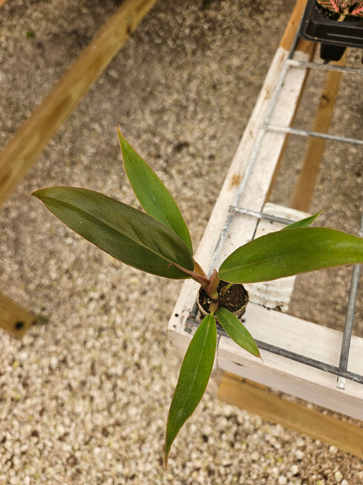 Philodendron Pluto