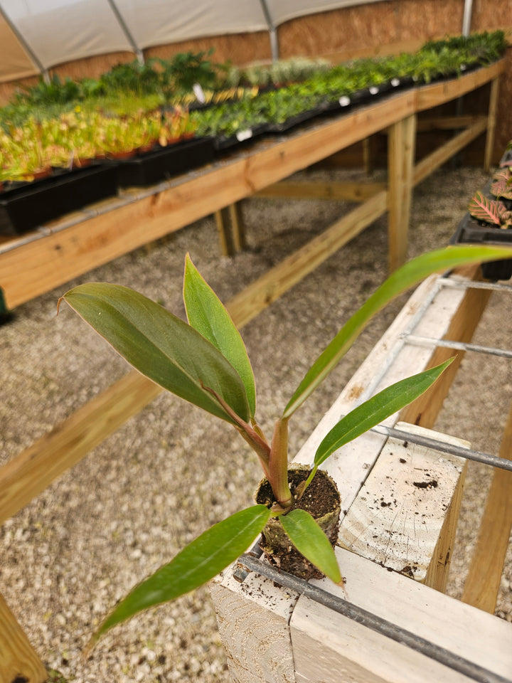 Philodendron Pluto