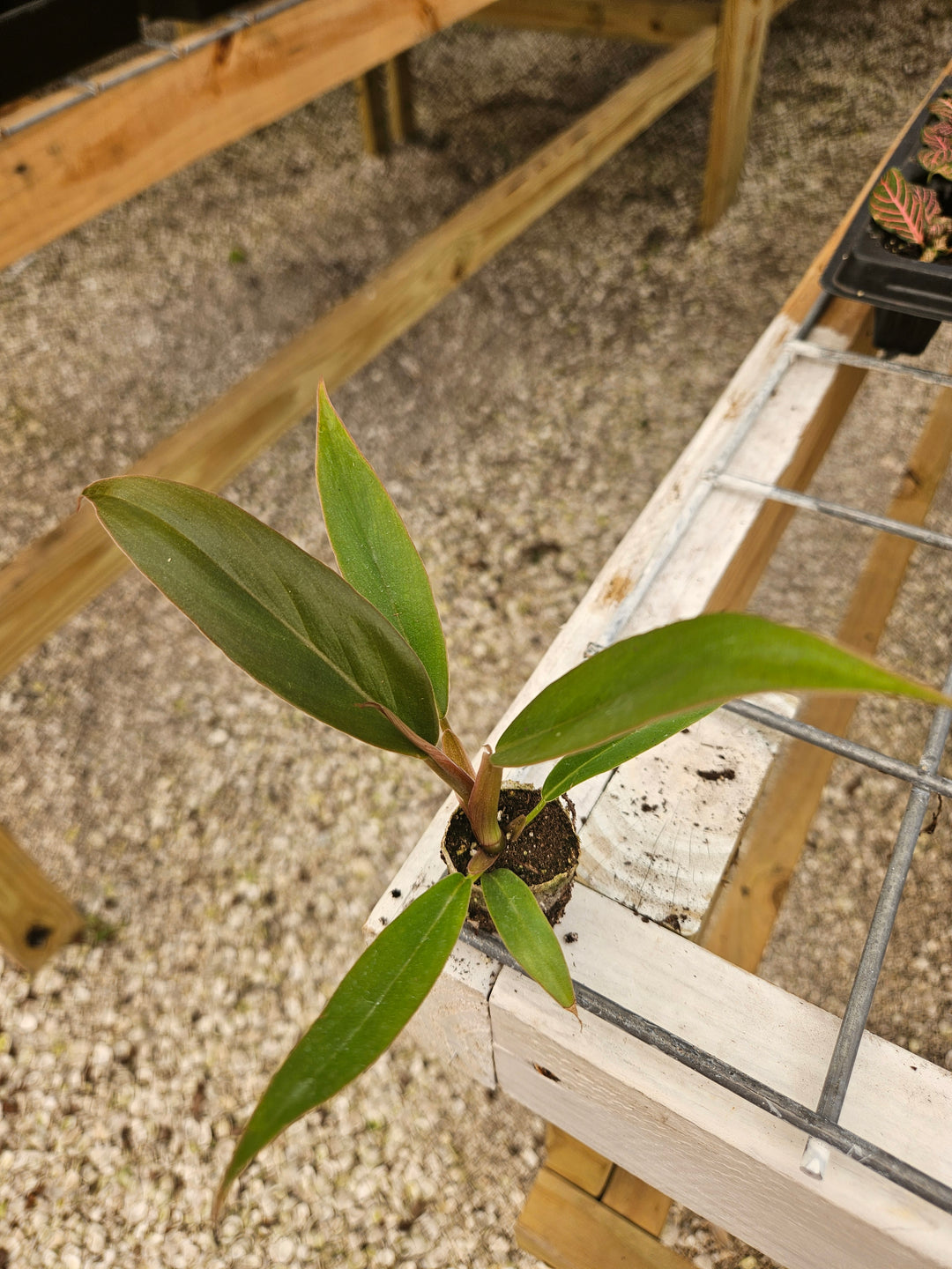 Philodendron Pluto